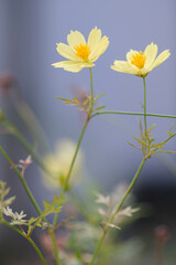 秋の散歩道のコスモスの花。背景をぼかし明るく仕上げる。