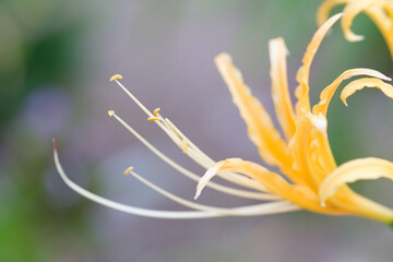 Fototapeta na wymiar 秋の花の代表格彼岸花。珍しいオレンジ色の花びらをクローズアップで切り取る