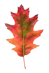 Red oak leaf in fall color, changes in nature
