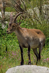 white deer