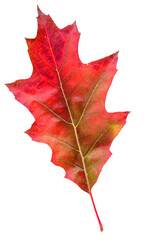 Red oak leaf in fall color, changes in nature
