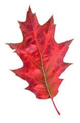 Red oak leaf in fall color, changes in nature
