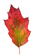 Red oak leaf in fall color, changes in nature
