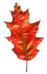 Red oak leaf in fall color, changes in nature
