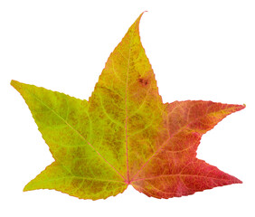 Maple leaf in fall color, changes in nature
