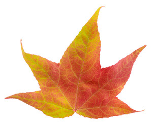 Maple leaf in fall color, changes in nature
