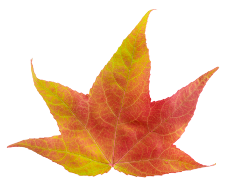 Maple leaf in fall color, changes in nature
