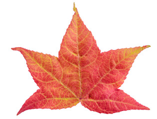 Maple leaf in fall color, changes in nature
