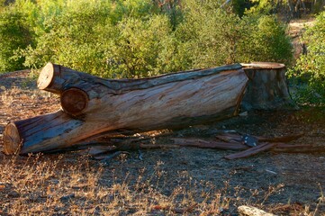 Beautiful cut log on forest floor with sunlight