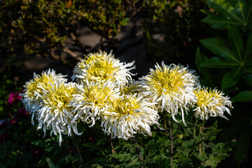 Chrysanthemums blooming in autumn