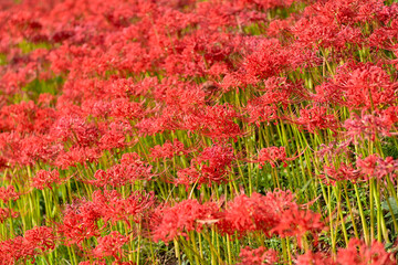 彼岸花