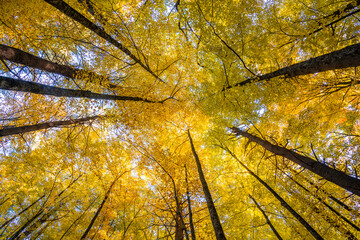 low angle view of the autumn tree forest