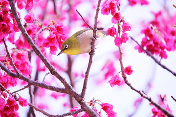 満開のピンクの桜と可愛いメジロ