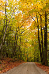 landscape of hiking trail in autumn forest with fallen leaves