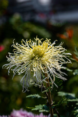 Chrysanthemums blooming in autumn
