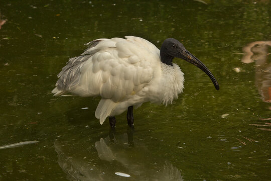 Black-headed ibis or Oriental white ibis (Threskiornis melanocephalus).