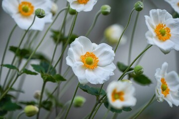 ひっそりと咲く満開の真っ白なシュウメイギクの花
