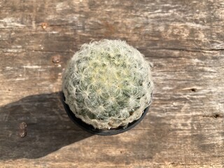 Green Cactus in pot   Natural  and wood background