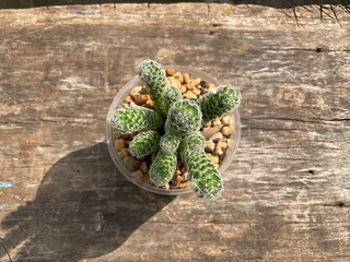 Green Cactus in pot   Natural  and wood background