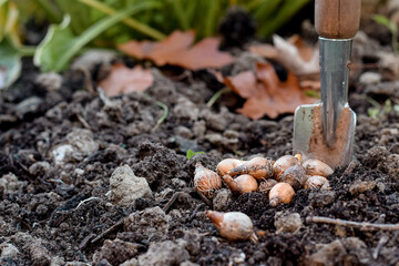Flower bulbs on  top of soil ready to be planted