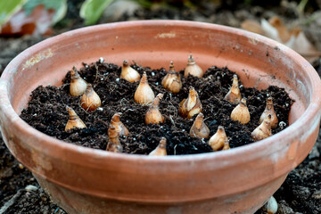 Flower bulbs on top of soil in terracotta pot ready to be planted