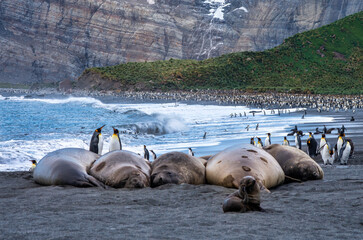Elephant Seals and King Penguins on the beach at Gold Harbour, South Georgia Island