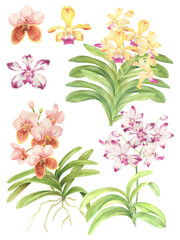 Watercolor Philippine flora Vanda orchids © Anina Rubio
