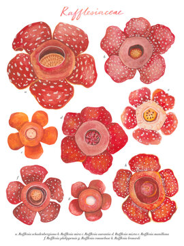 Watercolor Philippine flora Rafflesiaceae with scientific names