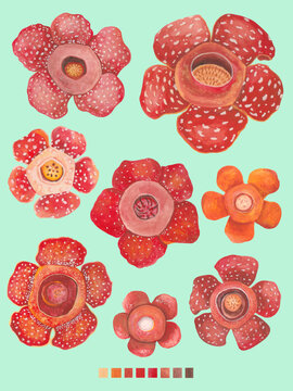 Watercolor Philippine flora Rafflesiaceae collection