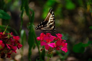 Butterfly on flower