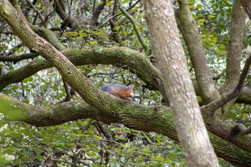 Sleeping fox tree