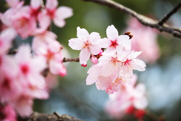 Fototapeta na wymiar 春の訪れを告げる美しい桜