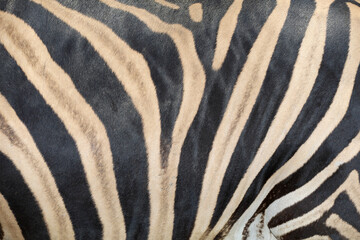 Fototapeta na wymiar Close up skin The burchell zebra is black and white for wildlife texture and pattern