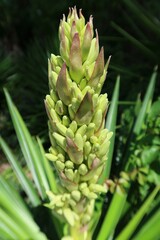 Yucca plant in Florida nature, closeup