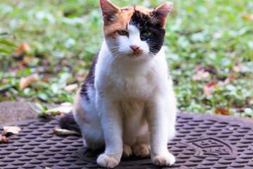 にゃんですか？