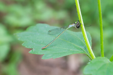 A small dragonfly whose scientific name is Platycnemis is preying on mosquitoes