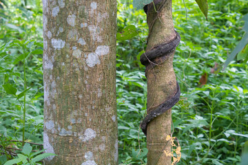 Obraz premium Tree trunks wrapped in vines.