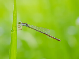A small dragonfly named Platycnemis perched on the green grass in the garden