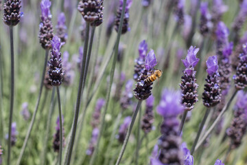 A bee pollinating lavender flower