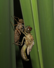 Metamorphosing dragonfly resting on its shed exoskeleton on a summer night. 