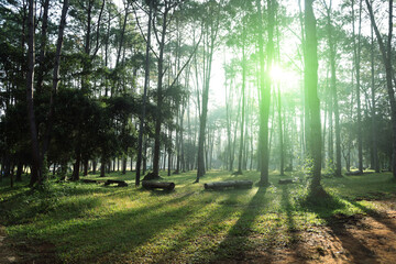 Pinus merkusii Jungh forest in north  Thailand.