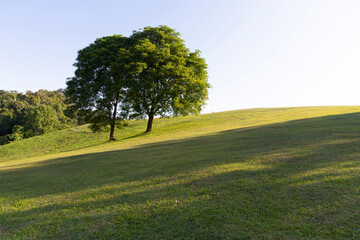 Landscape view of green grass on slope .
