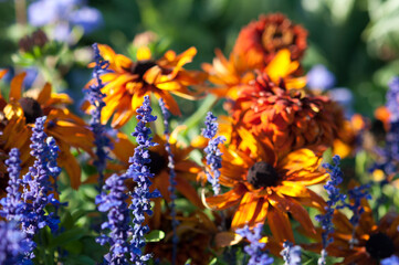 orange and brown rudbeckia flowers in the sun