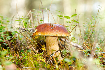 Beautiful boletus edulis mushroom in forest. Old magic forest mushrooms background. White mushroom in sunny day.