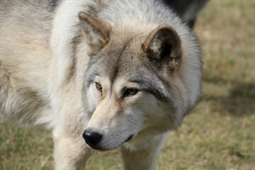 gray wolf canis lupus