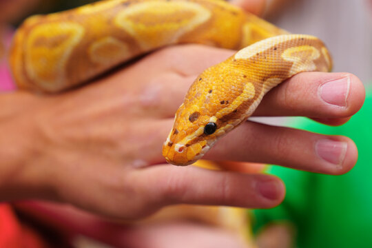 Close up of albino python in man hands. yellow Python snake. Animator holding snake in his hands. Snake close-up