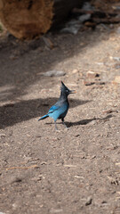 Scrub-jay finds food