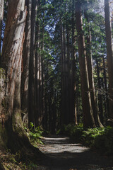 戸隠神社　奥社へ続く巨大な杉並木