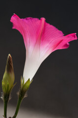 Obraz premium pink morning glory flower and bud close up