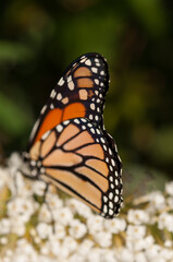 Danaus plexippus wings close up